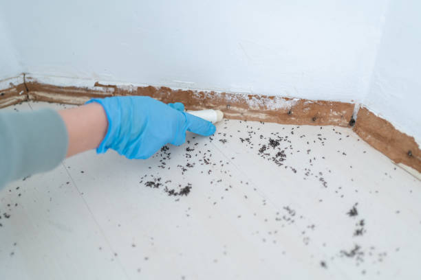 Professional Pest Control in Virden, IL